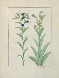 Pani ks. Fv VI #1 fol.130v Pulmonaria i Lungwort, ilustracja z Księgi prostych leków, Mattheaus Platearius (d.c.1161) c.1470